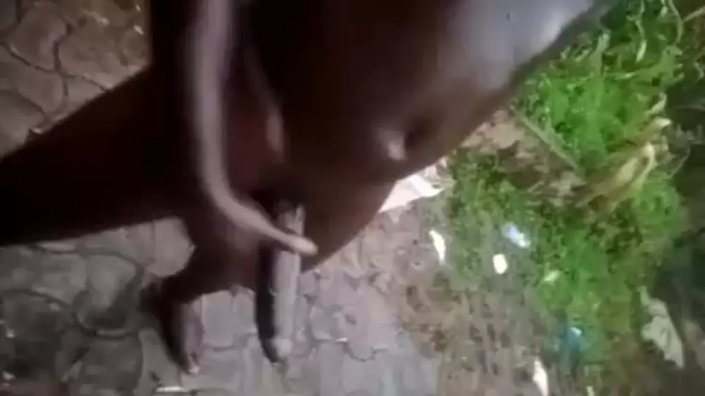 darkest ugandan guys shows his big black african dick in rain