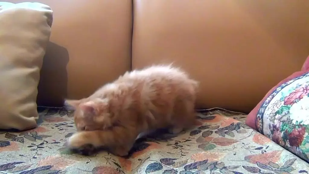 testxv - chat content #7 - little_kitten_playing_his_toy_mouse (720p) - dec 07, 2023